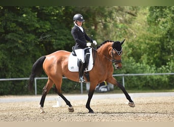 Oldenburg, Mare, 10 years, 16.3 hh, Brown