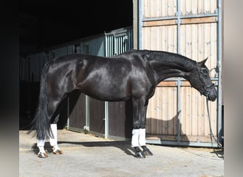 Oldenburg, Mare, 10 years, 16 hh, Black