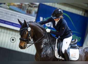 Oldenburg, Mare, 10 years, 16 hh, Brown
