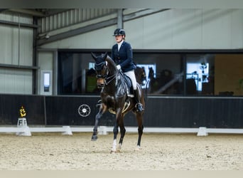 Oldenburg, Mare, 10 years, 16 hh, Brown