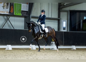 Oldenburg, Mare, 10 years, 16 hh, Brown