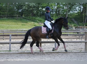 Oldenburg, Mare, 10 years, 16 hh, Brown