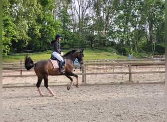 Oldenburg, Mare, 10 years, 16 hh, Brown