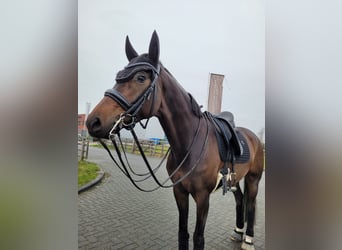Oldenburg, Mare, 10 years, 16 hh, Brown