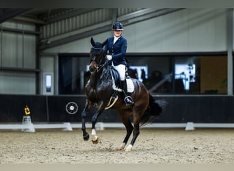 Oldenburg, Mare, 10 years, 16 hh, Brown