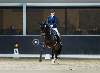 Oldenburg, Mare, 10 years, 16 hh, Brown