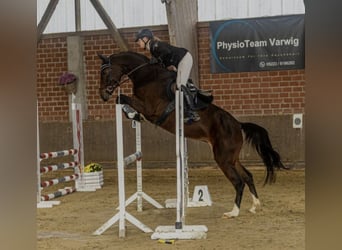 Oldenburg, Mare, 10 years, 16 hh, Brown