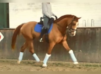 Oldenburg, Mare, 10 years, 16 hh, Chestnut-Red