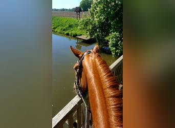 Oldenburg, Mare, 10 years, 16 hh, Chestnut-Red
