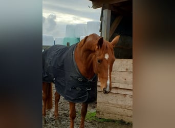 Oldenburg, Mare, 10 years, 16 hh, Chestnut-Red
