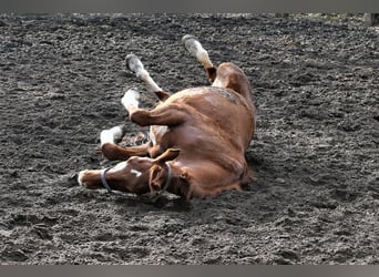 Oldenburg, Mare, 10 years, 16 hh, Chestnut-Red