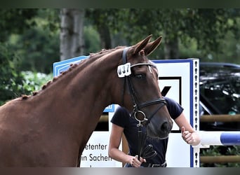 Oldenburg, Mare, 10 years, 16 hh, Chestnut-Red