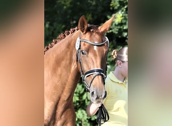 Oldenburg, Mare, 10 years, 16 hh, Chestnut-Red