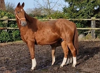 Oldenburg, Mare, 10 years, 16 hh, Chestnut-Red