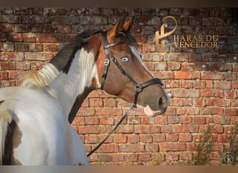 Oldenburg, Mare, 10 years, 16 hh, Tobiano-all-colors