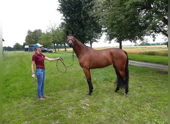 Oldenburg, Mare, 10 years, 16,1 hh, Brown