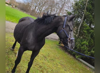 Oldenburg, Mare, 10 years, 16,1 hh, Smoky-Black