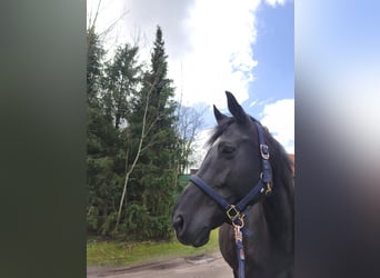 Oldenburg, Mare, 10 years, 16,1 hh, Smoky-Black