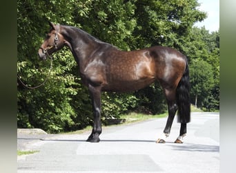 Oldenburg, Mare, 10 years, 16,2 hh, Bay-Dark