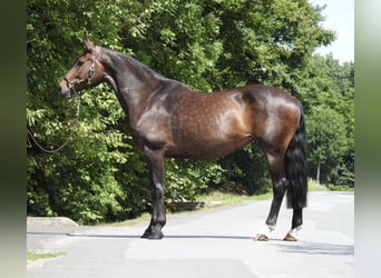 Oldenburg, Mare, 10 years, 16,2 hh, Bay-Dark