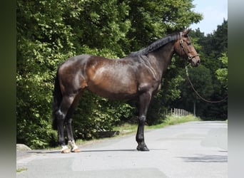 Oldenburg, Mare, 10 years, 16,2 hh, Bay-Dark