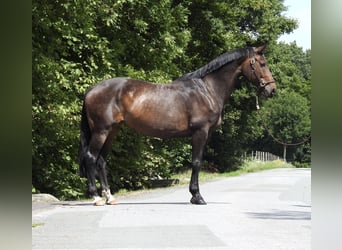 Oldenburg, Mare, 10 years, 16,2 hh, Bay-Dark