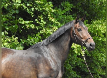 Oldenburg, Mare, 10 years, 16,2 hh, Bay-Dark