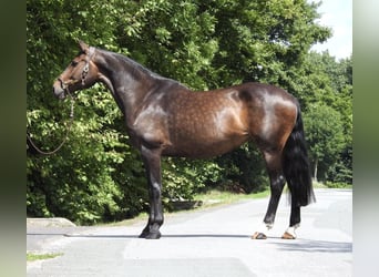 Oldenburg, Mare, 10 years, 16,2 hh, Bay-Dark