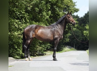 Oldenburg, Mare, 10 years, 16,2 hh, Bay-Dark