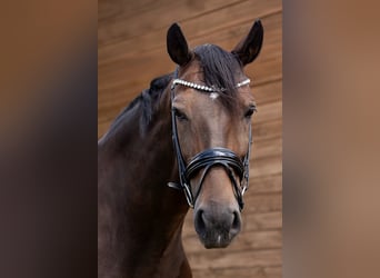 Oldenburg, Mare, 10 years, 16,2 hh