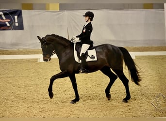 Oldenburg, Mare, 10 years, 16,3 hh, Bay-Dark