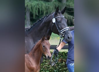 Oldenburg, Mare, 10 years, 16,3 hh, Black