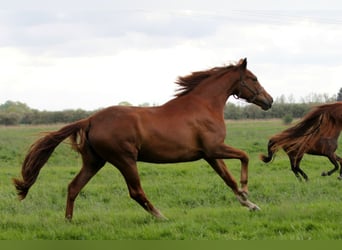 Oldenburg, Mare, 10 years, 16,3 hh, Chestnut