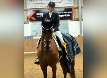 Oldenburg, Mare, 10 years, 17 hh, Chestnut-Red