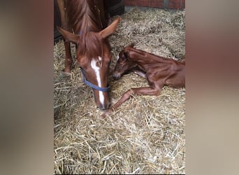 Oldenburg, Mare, 10 years, 17 hh, Chestnut-Red