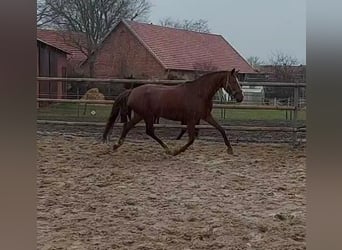 Oldenburg, Mare, 10 years, 17 hh, Chestnut-Red