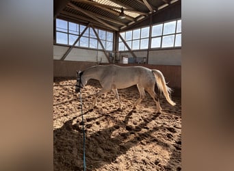Oldenburg, Mare, 10 years, 17 hh, Grey-Dapple