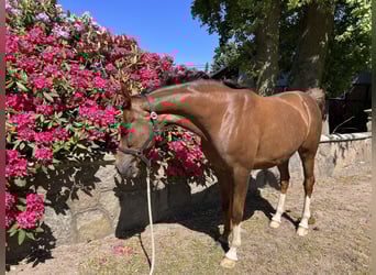 Oldenburg, Mare, 10 years, Chestnut-Red