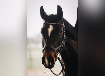 Oldenburg, Mare, 11 years, 15.2 hh, Smoky-Black