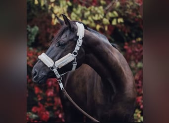 Oldenburg, Mare, 11 years, 15.3 hh, Black