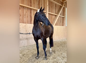 Oldenburg, Mare, 11 years, 15,3 hh