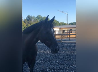 Oldenburg, Mare, 11 years, 15,3 hh, Black