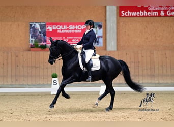 Oldenburg, Mare, 11 years, 16.1 hh, Black
