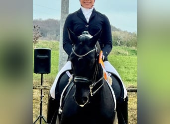 Oldenburg, Mare, 11 years, 16.1 hh, Black