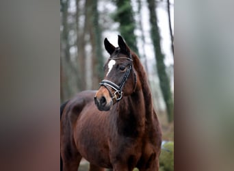 Oldenburger, Stute, 11 Jahre, 16,1 hh, Brauner