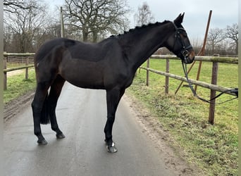 Oldenburg, Mare, 11 years, 16.1 hh, Brown