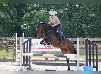 Oldenburg, Mare, 11 years, 16.1 hh, Brown