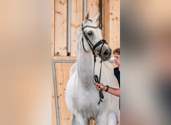 Oldenburg, Mare, 11 years, 16.1 hh, Grey