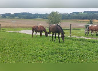 Oldenburg, Mare, 11 years, 16.2 hh, Bay-Dark