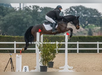 Oldenburg, Mare, 11 years, 16.2 hh, Bay-Dark